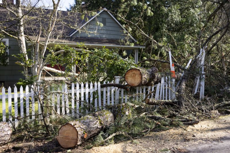 Willow Tree Removal in Bucks County, PA