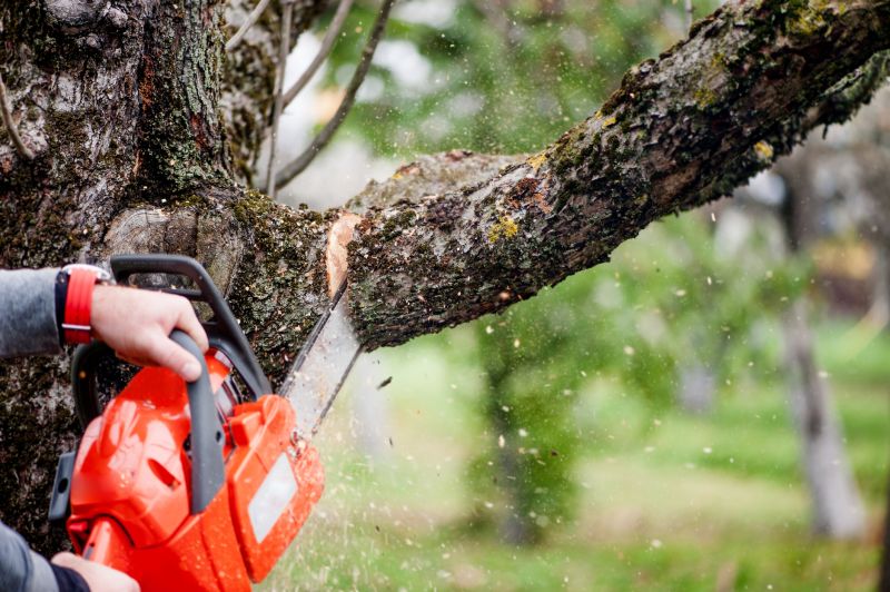 Willow Tree Removal in Doylestown, PA